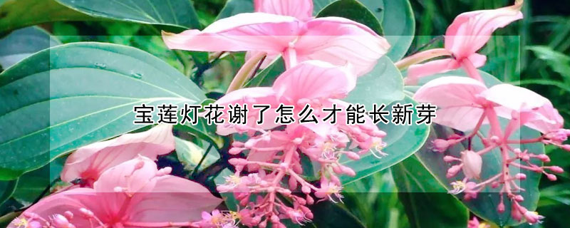 宝莲灯花谢了怎么才能长新芽