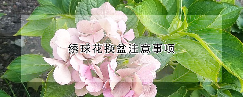 绣球花换盆注意事项