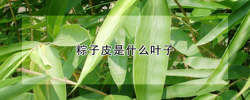 粽子皮是什么叶子