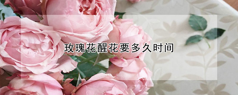 玫瑰花醒花要多久时间