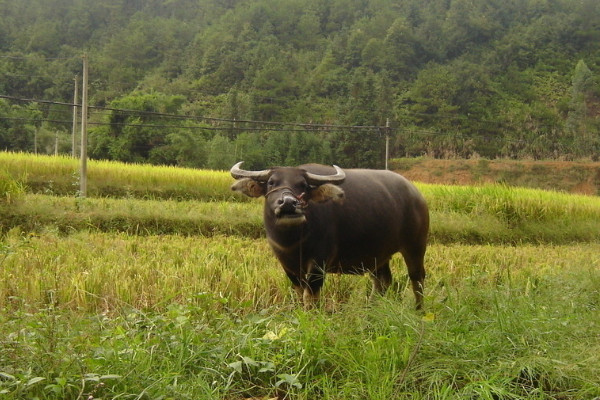 怎样养水牛