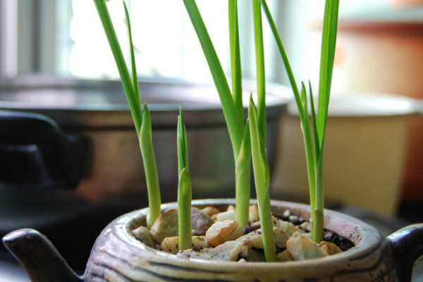 大蒜怎么种植盆栽