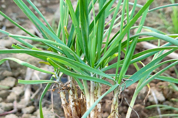 韭菜根怎么种植方法