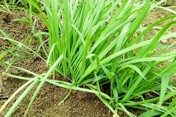 韭菜根怎么种植方法