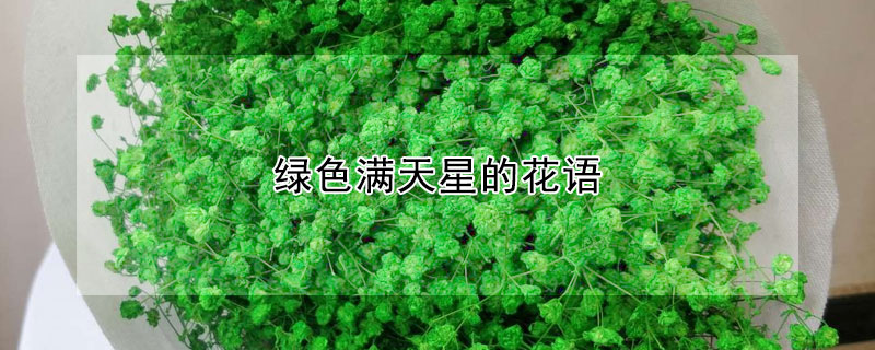 绿色满天星的花语