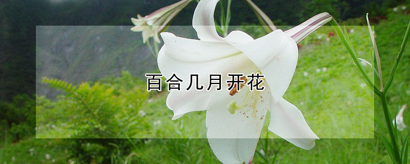 百合几月开花