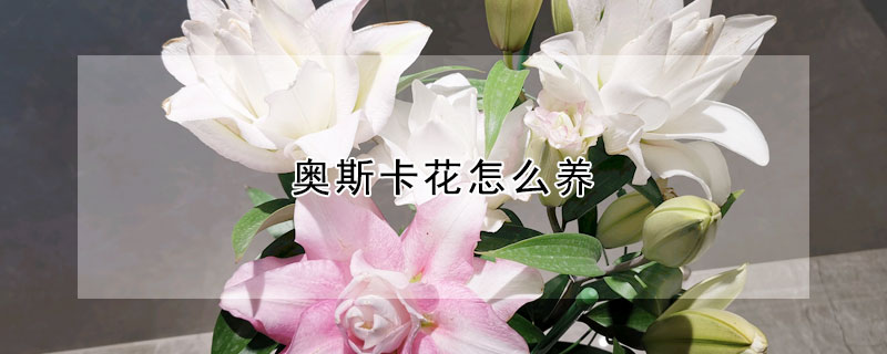 奥斯卡花怎么养