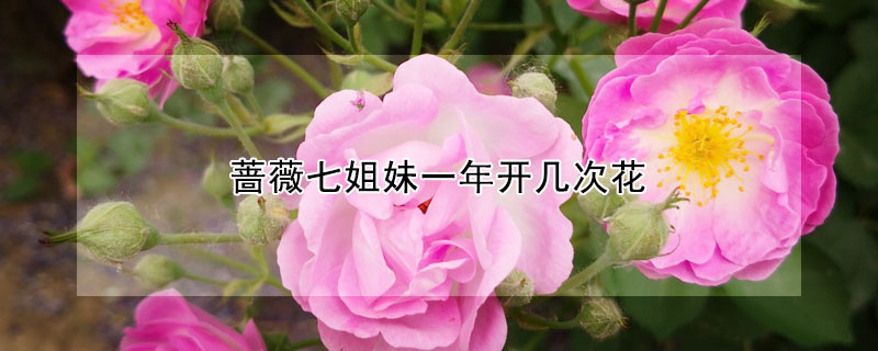 蔷薇七姐妹一年开几次花