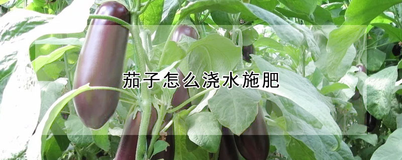 茄子怎么浇水施肥