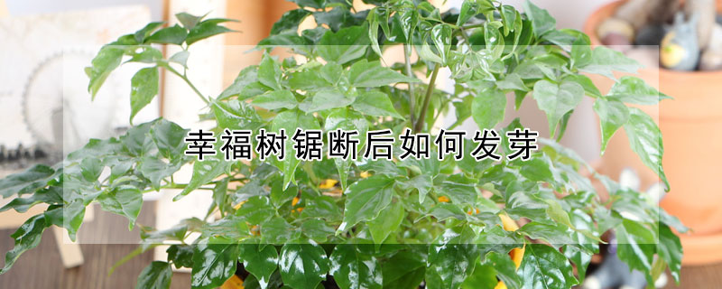 幸福树锯断后如何发芽