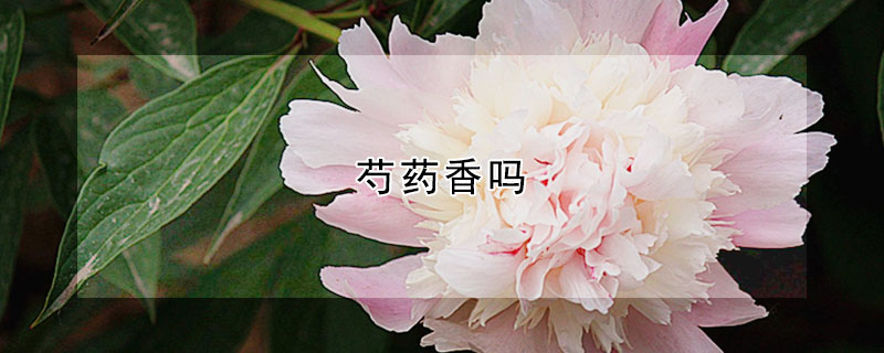 芍药香吗