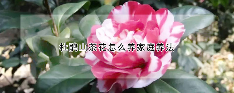 杜鹃山茶花怎么养家庭养法