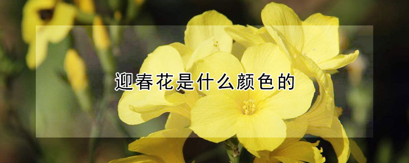 迎春花是什么颜色的