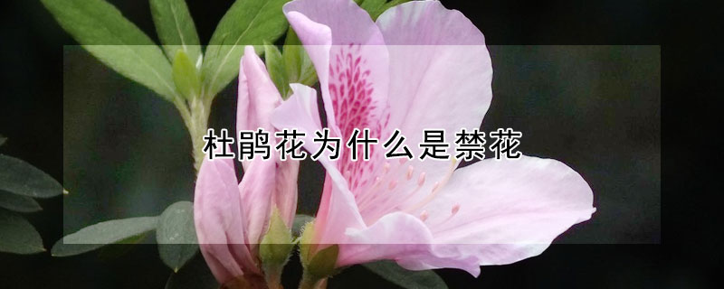 杜鹃花为什么是禁花