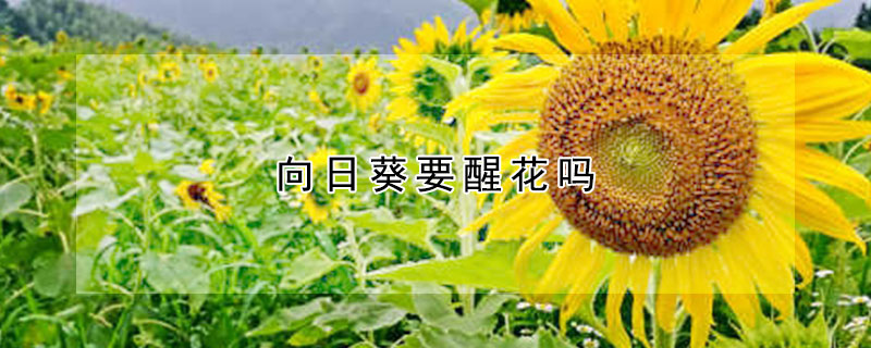 向日葵要醒花吗