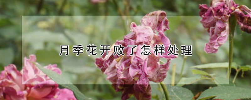 月季花开败了怎样处理