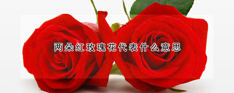 两朵红玫瑰花代表什么意思
