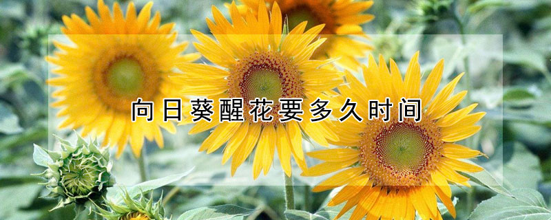 向日葵醒花要多久时间