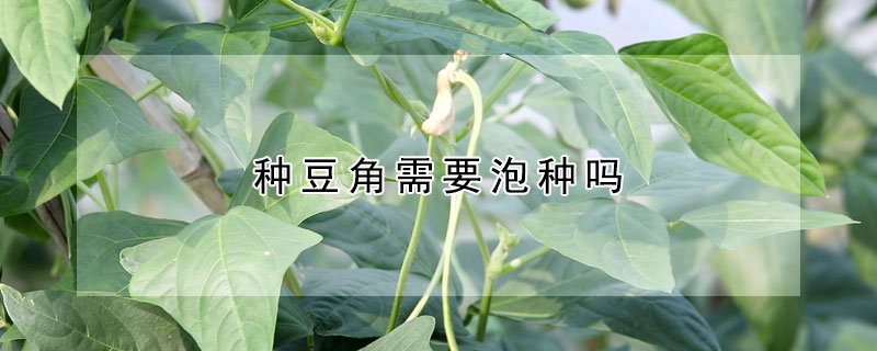 种豆角需要泡种吗