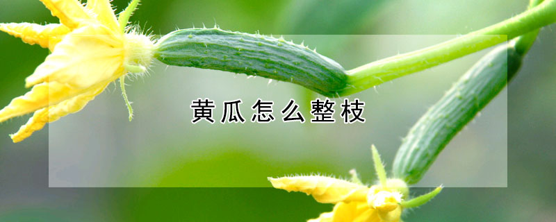 黄瓜怎么整枝