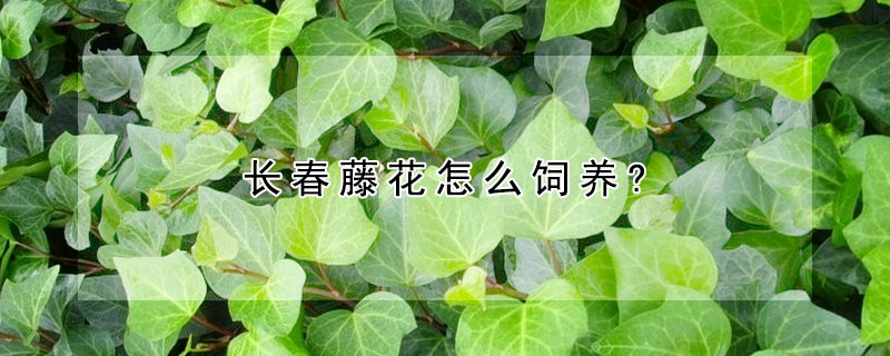 长春藤花怎么饲养?