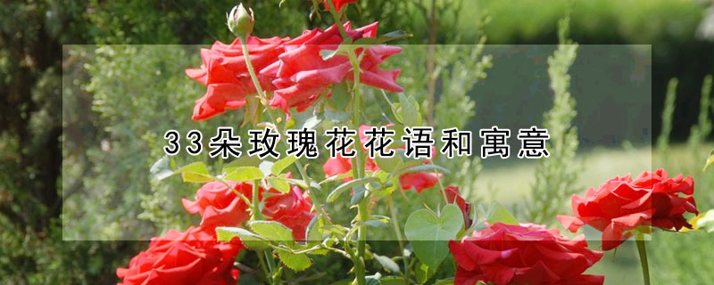 33朵玫瑰花花语和寓意