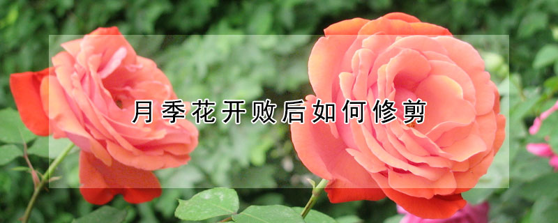 月季花开败后如何修剪