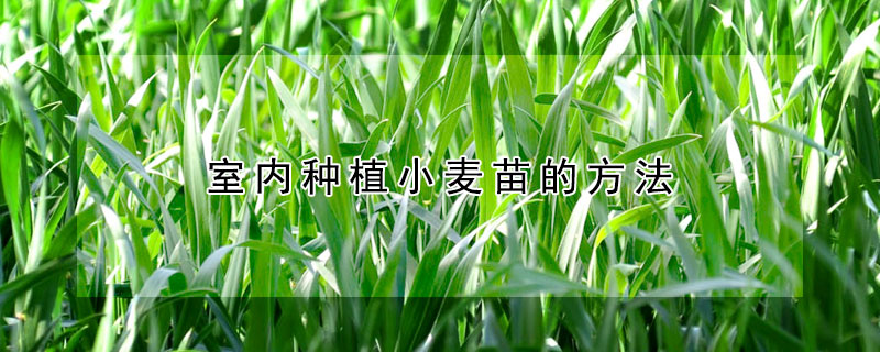 室内种植小麦苗的方法