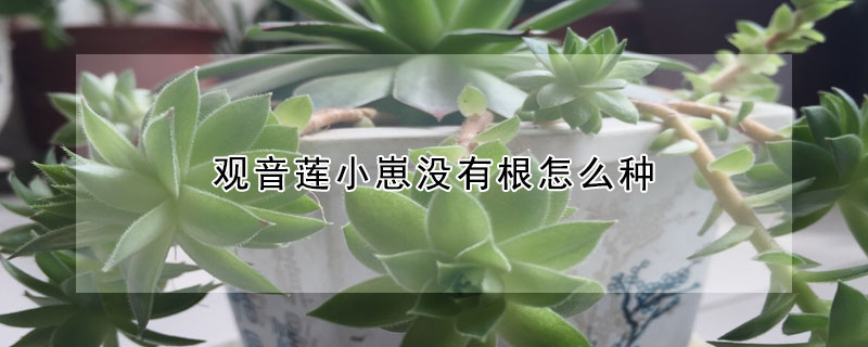 观音莲小崽没有根怎么种