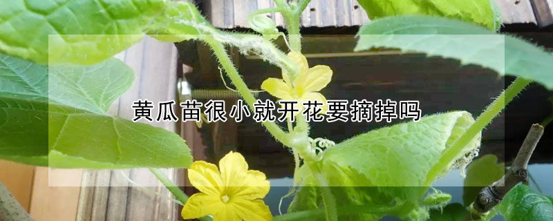 黄瓜苗很小就开花要摘掉吗