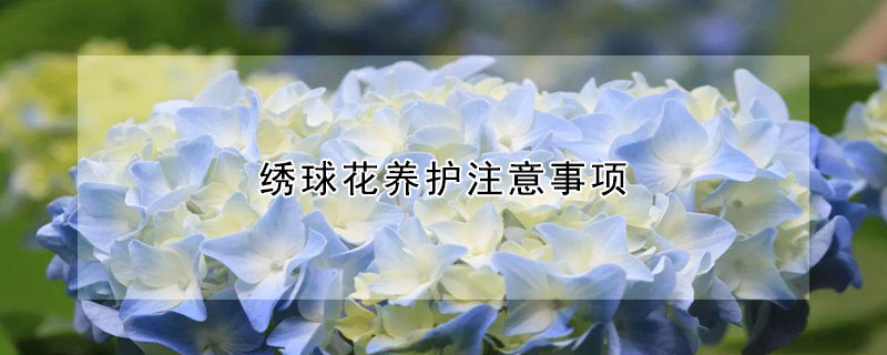 绣球花养护注意事项