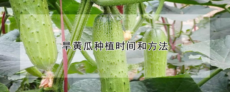 旱黄瓜种植时间和方法