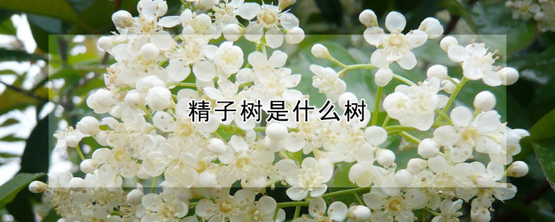 精子树是什么树