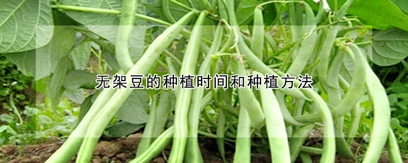 无架豆的种植时间和种植方法