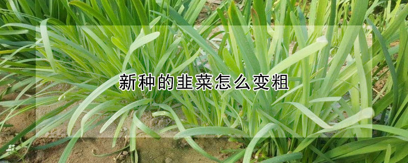 新种的韭菜怎么变粗