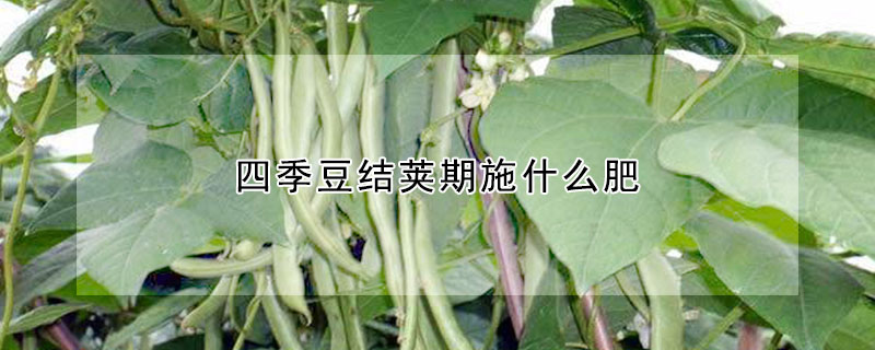 四季豆结荚期施什么肥