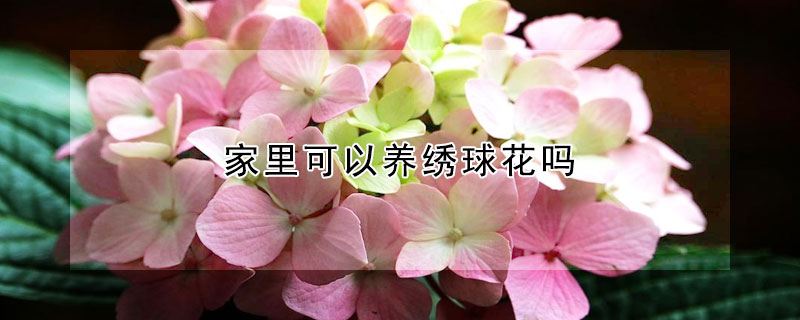 家里可以养绣球花吗