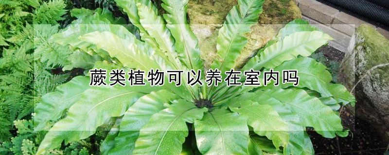 蕨类植物可以养在室内吗