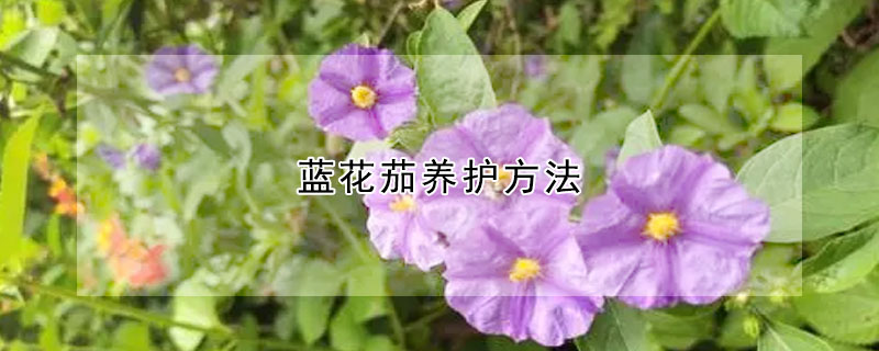 蓝花茄养护方法