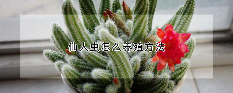 仙人虫怎么养殖方法