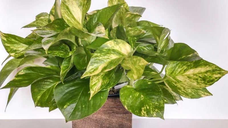 中午为什么不能给植物浇水