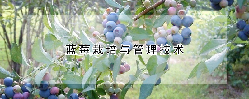 蓝莓栽培与管理技术 —【发财农业网】