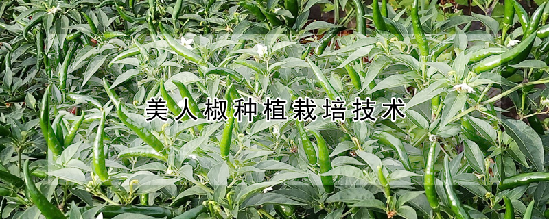 美人椒种植栽培技术