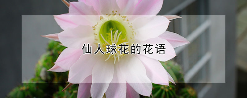 仙人球花的花语