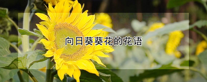 向日葵葵花的花语