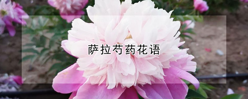 萨拉芍药花语