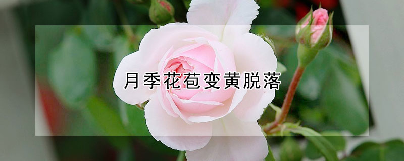 月季花苞变黄脱落