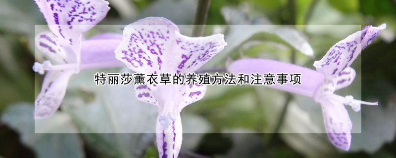 特丽莎薰衣草的养殖方法和注意事项