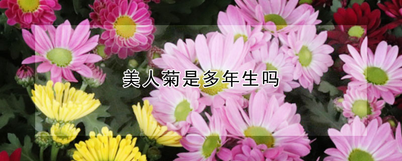 美人菊是多年生吗