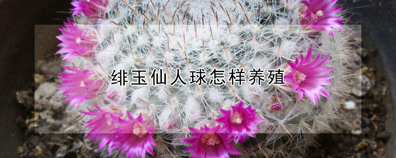 绯玉仙人球怎样养殖